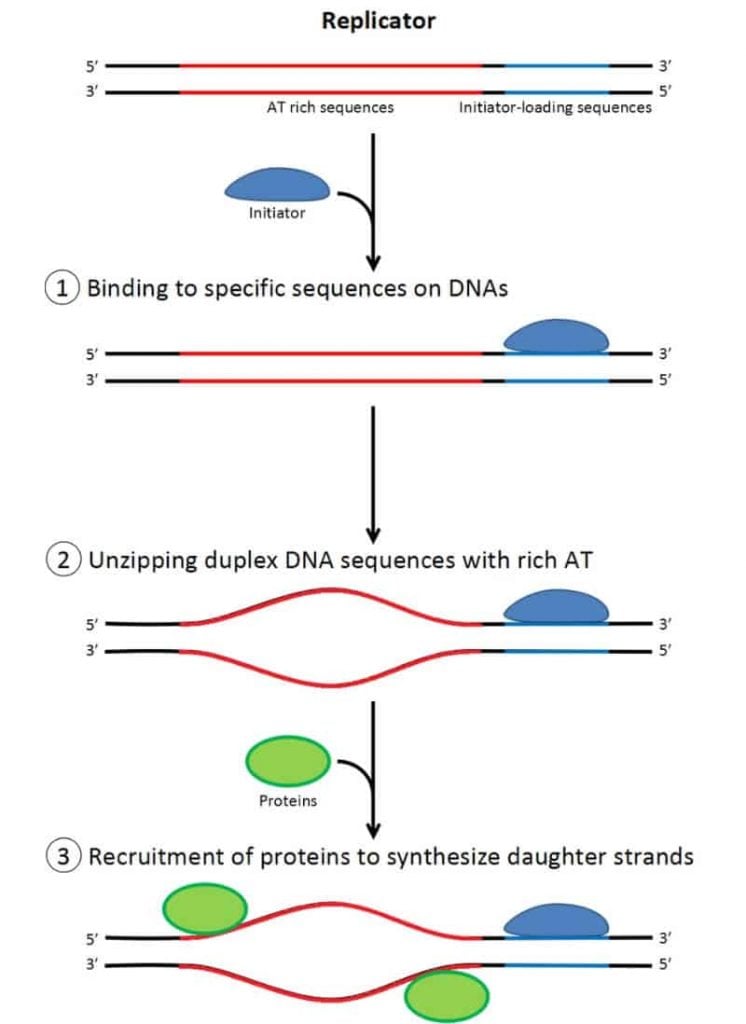 What-is-DNA-2.jpg